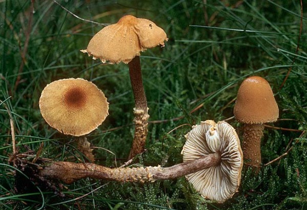 Langsporiger Körnchenschirmling-Cystoderma jasonis