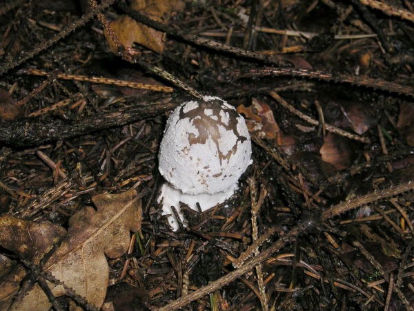 Pantherpilz-Amanita pantherina