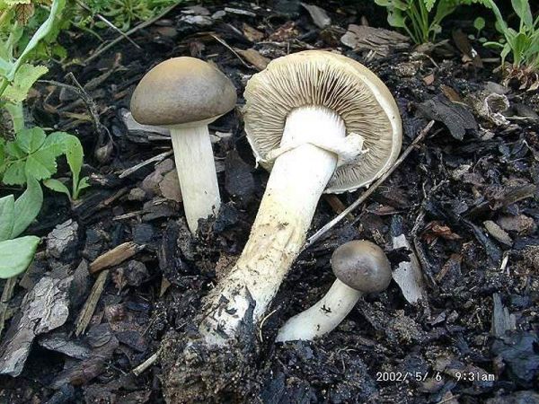 Früher Ackerling-Agrocybe praecox