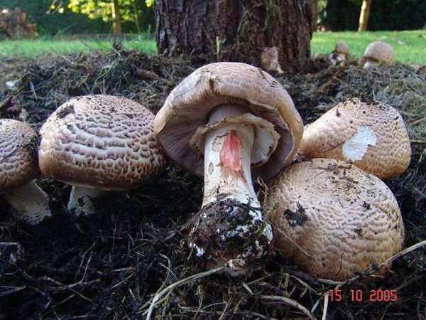 Grosser Waldegerling-Agaricus haemorrhoidarius