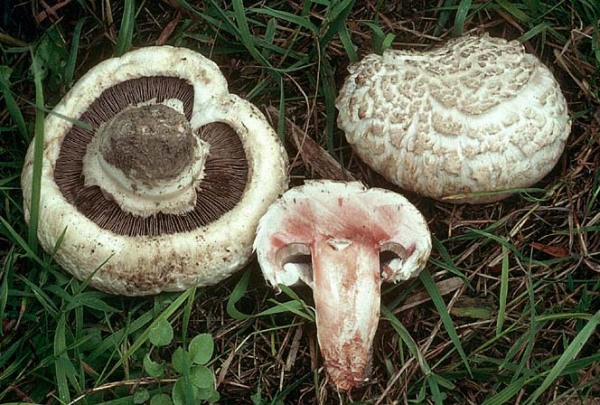 Grobschuppiger Salzwiesen-Egerling-Agaricus bernardii