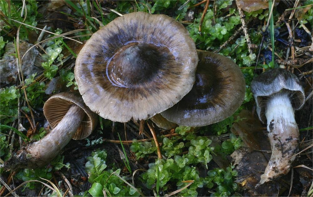 Cortinarius erubescens