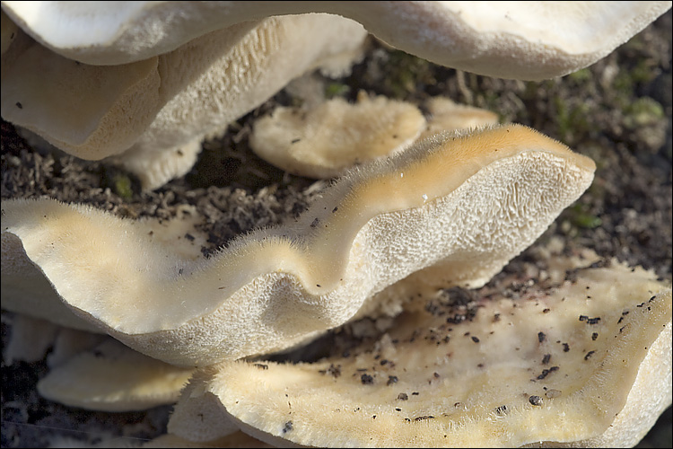 Trametes pubescens Samtige Tramete