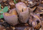 Violettes Schweinsohr-Gomphus clavatus