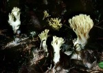 : Lentaria-Lentaria dendroidea