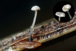 : Pistillina-Pistillina brunneola
