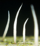 Winzige Borstenkoralle-Pterula gracilis