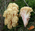 Blutrotfleckende Koralle-Ramaria sanguinea