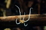 :-Typhula corallina