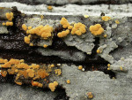 Goldgelbe Traubenbasidie-Botryobasidium aureum