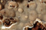 : Stachelrindenpilz-Dacryobolus karstenii