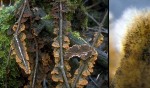 Tabakbrauner Borstenscheibling-Pseudochaete tabacina