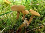 Amiant-Körnchenschirmling-Cystoderma amiantinum