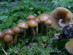 Gifthäubling-Galerina marginata
