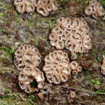 : Hängebecherchen-Merismodes fasciculata
