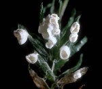 Rundsporige Mooshäutling-Rimbachia arachnoidea