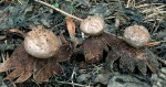Sieberdstern-Myriostoma coliforme