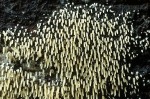 Rasiges Pfriempilzchen-Mucronella calva