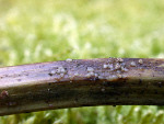 : Efibulobasidium-Efibulobasidium albescens