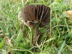 Olivschwarzer Saftling-Hygrocybe olivaceonigra
