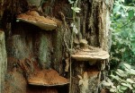 Wulstiger Lackporling-Ganoderma adspersum