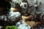 Konsoliger Birken-Feuerschwamm-Phellinus lundellii