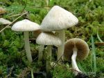 Seidiger Risspilz-Inocybe geophylla var. geophylla