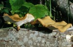 Löwengelber Stielporling-Polyporus leptocephalus