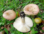 Vielfarbiger Täubling-Russula versicolor
