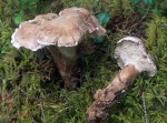 : Bankera-Bankera cinerea