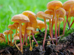 Geselliger Glöckchennabeling-Xeromphalina campanella