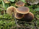 Gemeiner Gurkenschnitzling-Macrocystidia cucumis