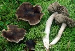 : Ritterling-Tricholoma borgsjoeense