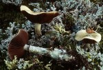 Alpiner Träuschling-Stropharia alpina