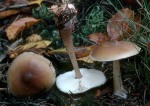 Butter-Rübling-Rhodocollybia butyracea
