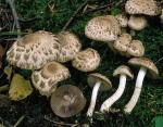 Langstieliger Pinselfaserling-Psathyrella cotonea