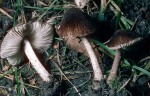 Samtiger Dachpilz-Pluteus podospileus