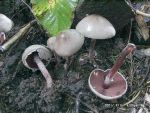 Blutblättriger Buntkörnchenschrimling-Melanophyllum haematospermum