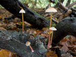 Gelborangemilchender Helmling-Mycena crocata