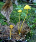 Oregon Helmling-Mycena oregonensis