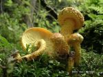 Feuerschüppling-Pholiota flammans