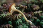 Lebermoos-Loreleia-Loreleia marchantiae