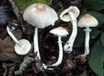 Robuster Egerlingsschirmpilz-Leucoagaricus wychanskyi