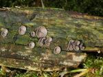 Dichtblättriger Liliputseitling-Resupinatus applicatus