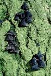 Schwarzbrauner Muscheling-Hohenbuehelia unguicularis