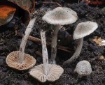 Spinnwebrötling-Entoloma araneosum