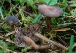 Hygrophaner Samtritterling-Dermoloma pseudocuneifolium