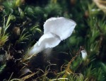 Glatter Becher-Schichtpilz-Cyphellostereum laeve