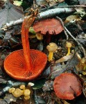 Zinnoberroter Wasserkopf-Cortinarius cinnabarinus