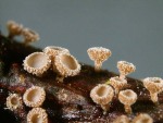 Verbogenwachsendes Haarbecherchen-Brunnipila clandestina